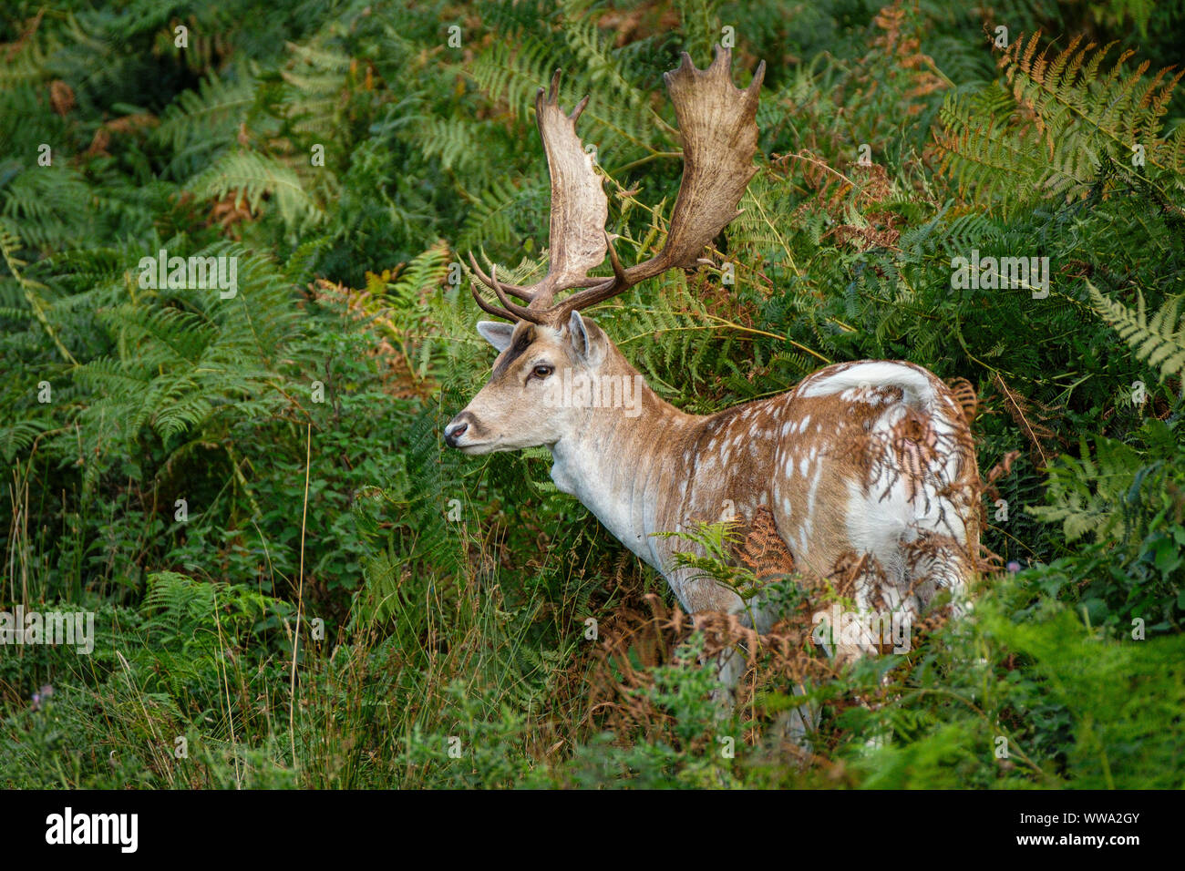A Fallow deer stag or buck in dense bracken. Stock Photo