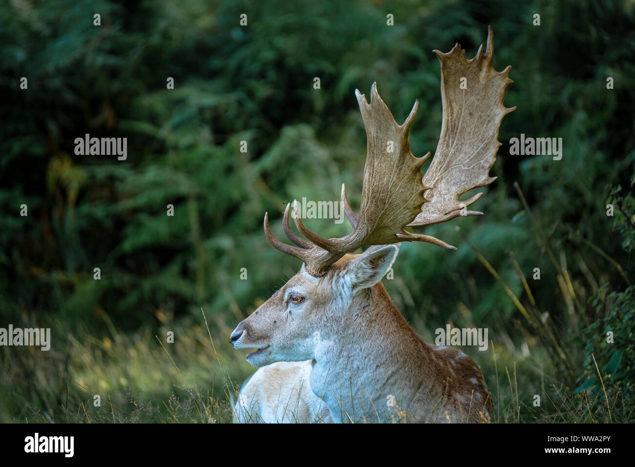 A Fallow deer stag or buck lying down. Stock Photo