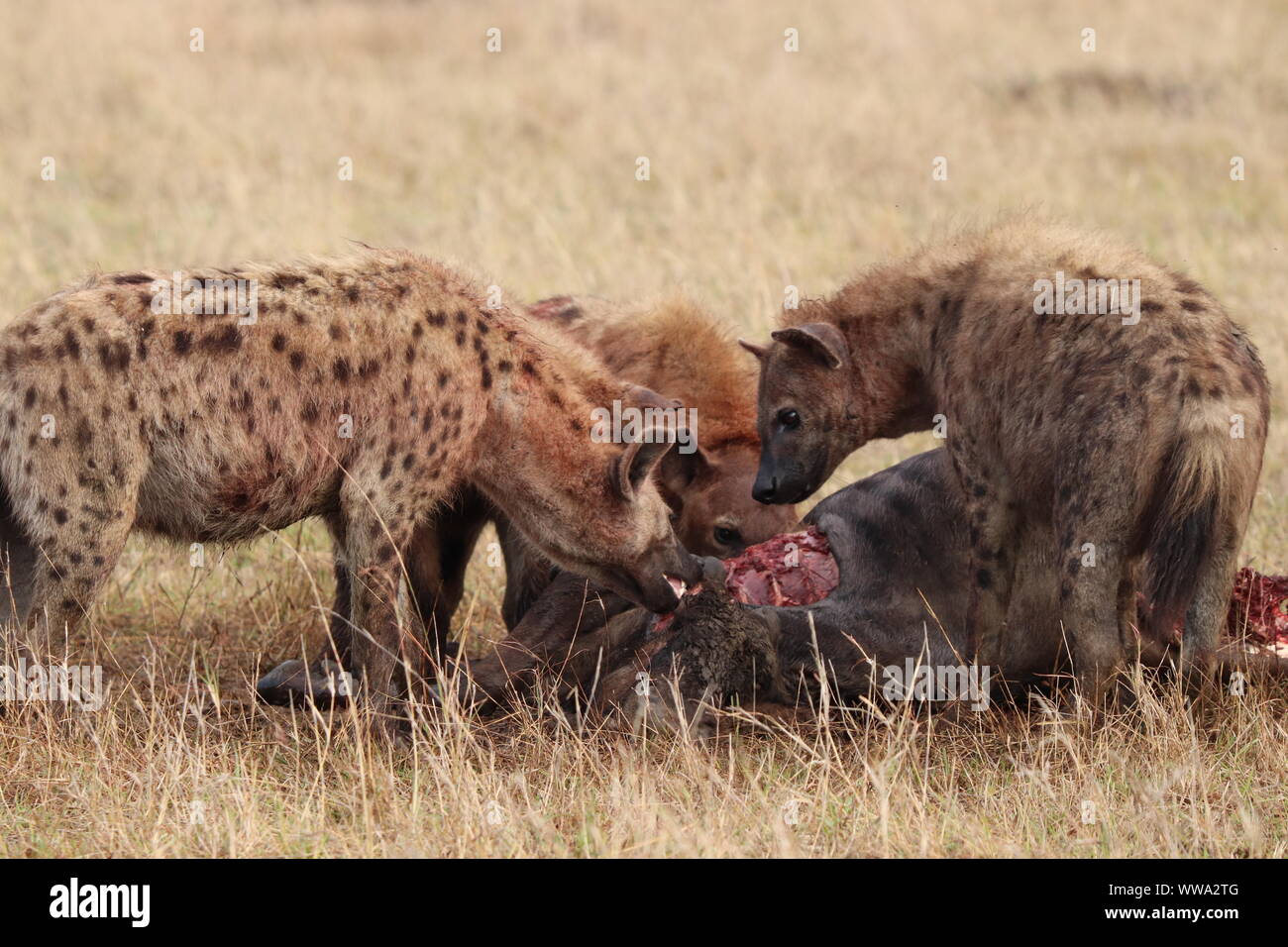 Group of spotted hyenas feeding on a wildebeest carcass, Masai Mara National Park, Kenya. Stock Photo