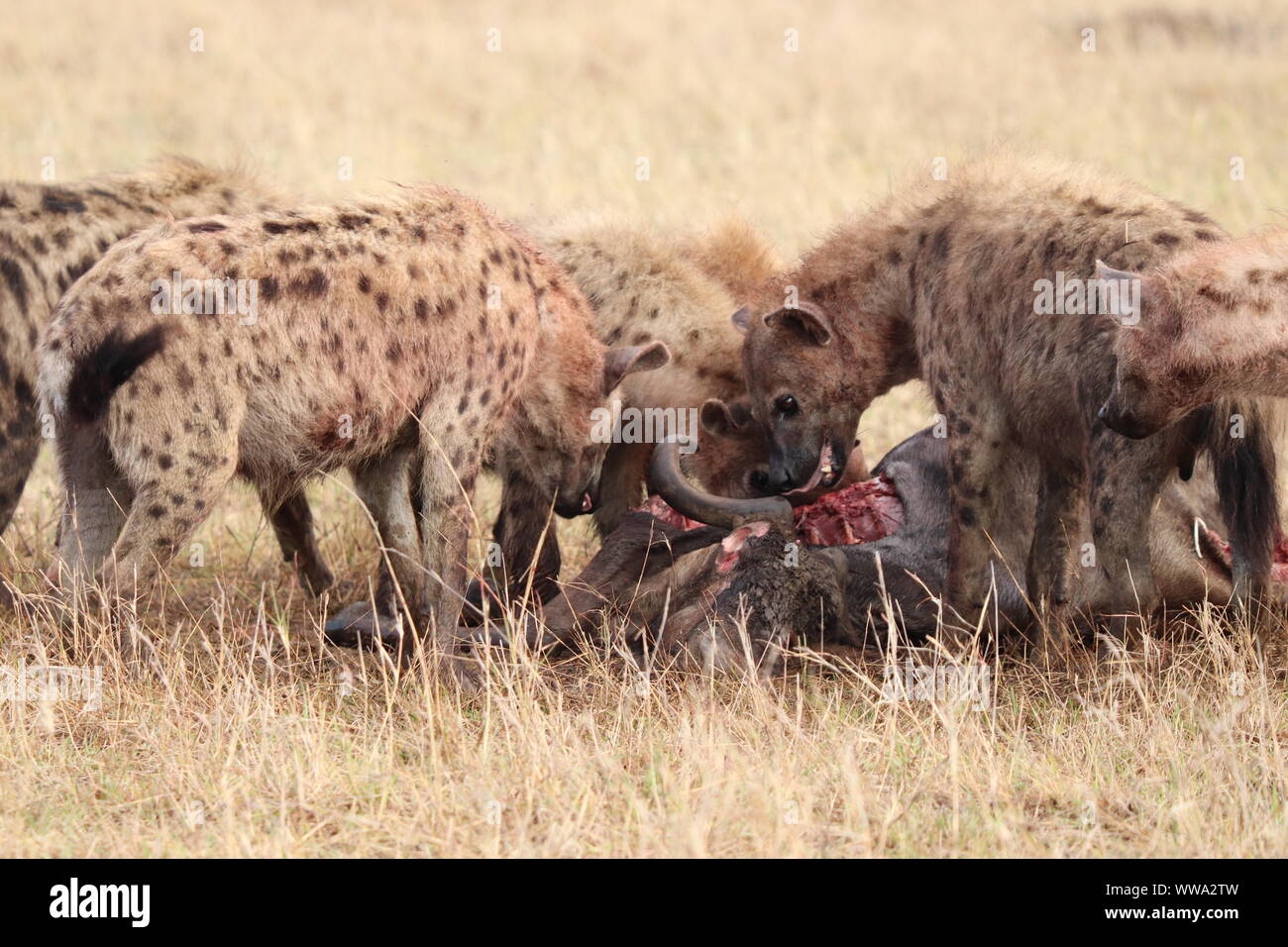 Group of spotted hyenas feeding on a wildebeest carcass, Masai Mara National Park, Kenya. Stock Photo