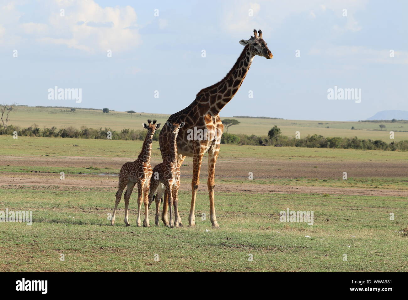 Giraffe mom and her twin calves, Masai Mara National Park, Kenya. Stock Photo