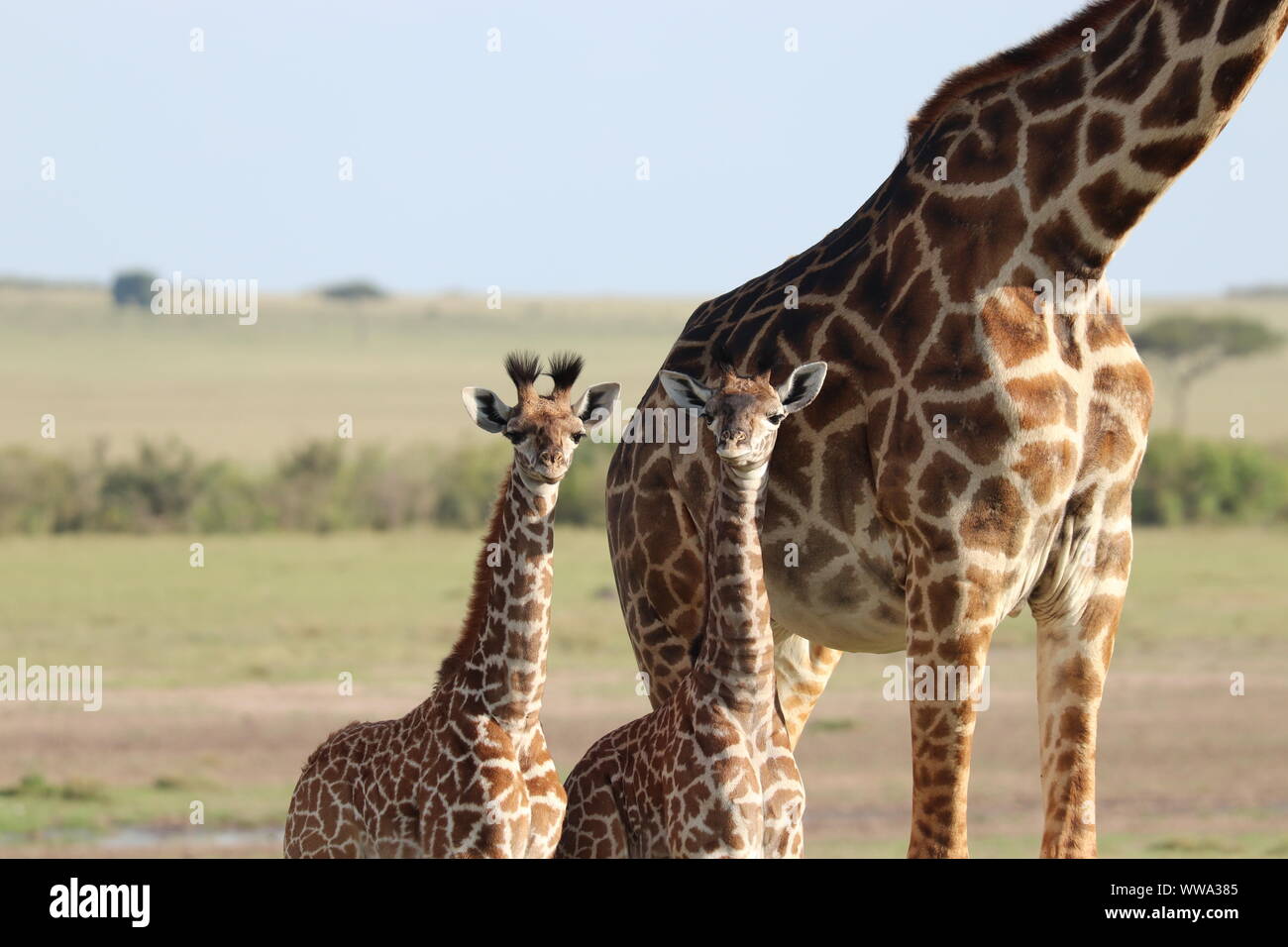 Giraffe mom and her twin calves, Masai Mara National Park, Kenya. Stock Photo