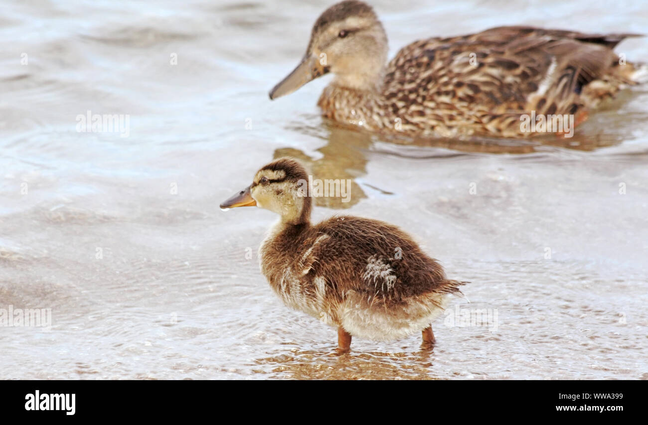 Mallard duck female watches as her young prepares to get into the water Stock Photo