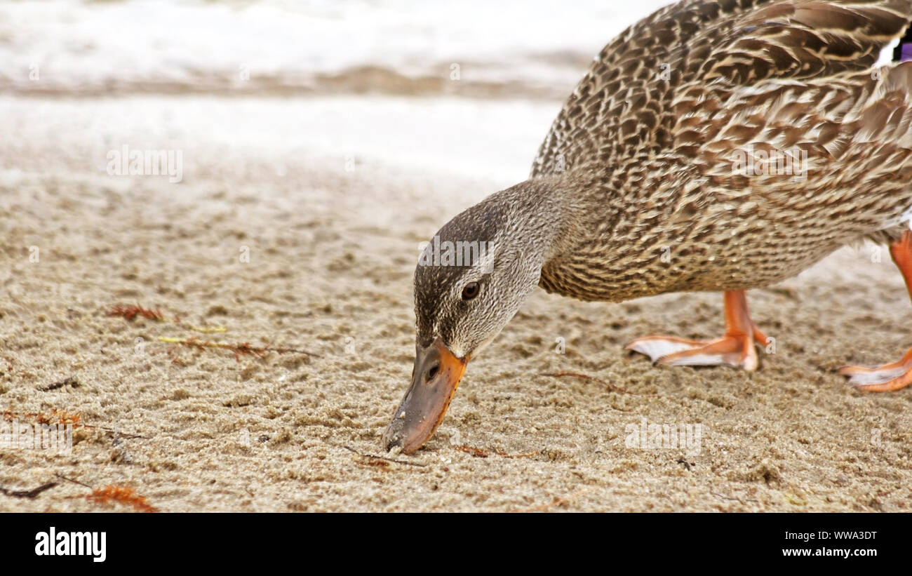 Mallard duck female searching for food along sandy beach at lake Stock Photo