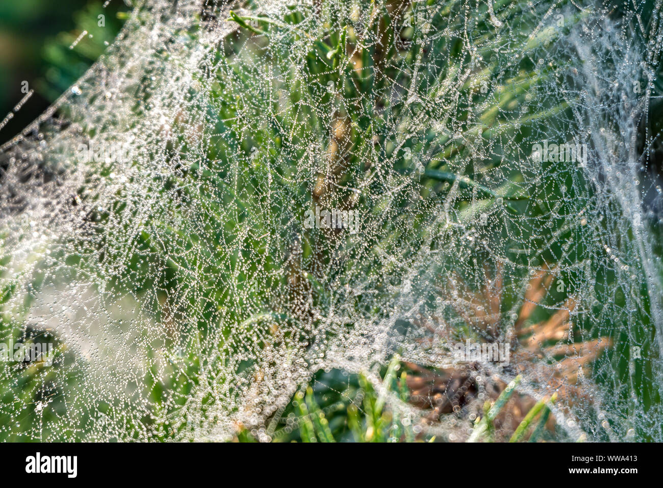 drops of morning dew on a spider web on pine branches at sunrise Stock Photo