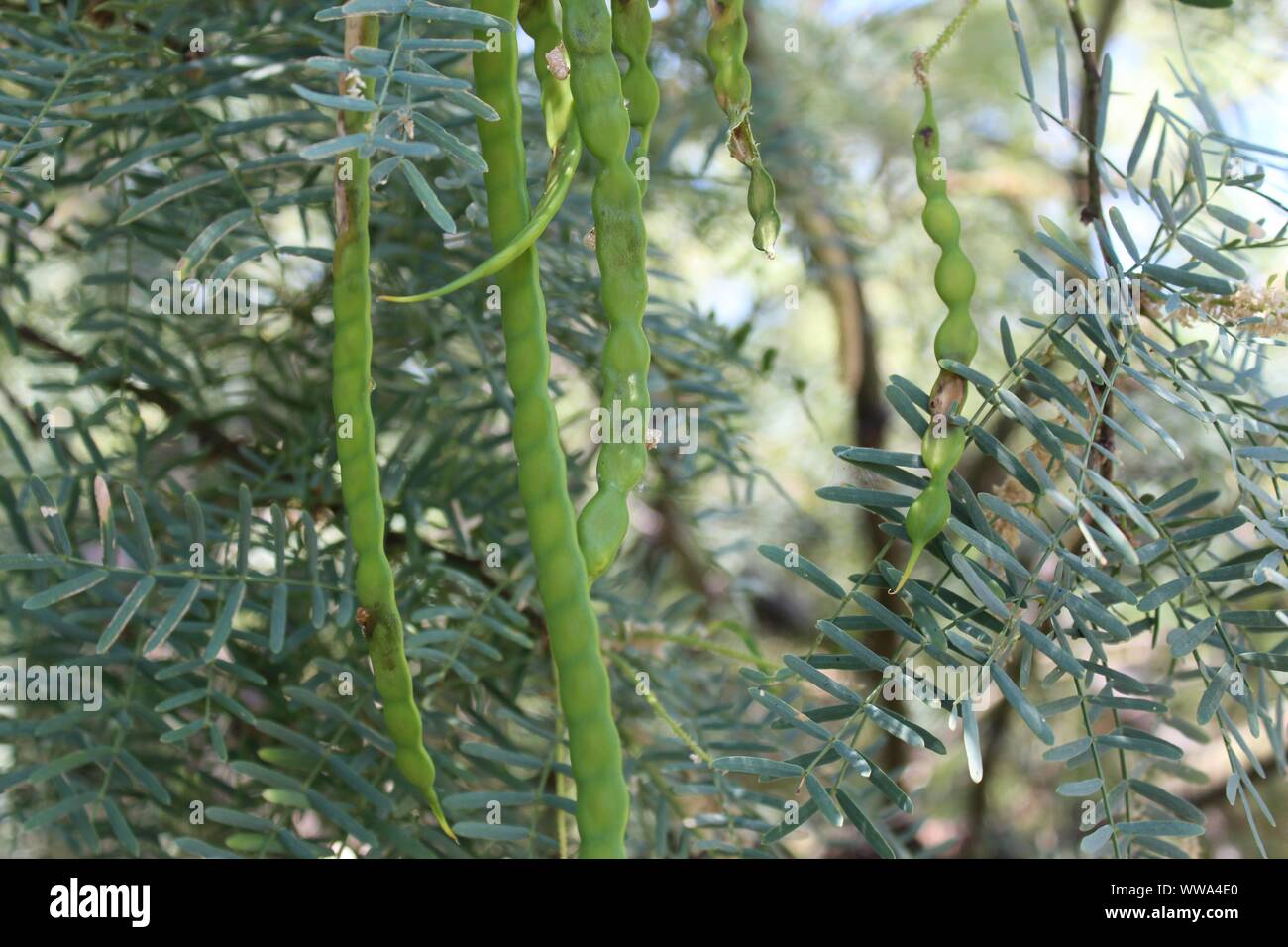 In Big Morongo Canyon Preserve grows a plant botanically classified as Prosopis Glandulosa, and commonly as Honey Mesquite. Stock Photo
