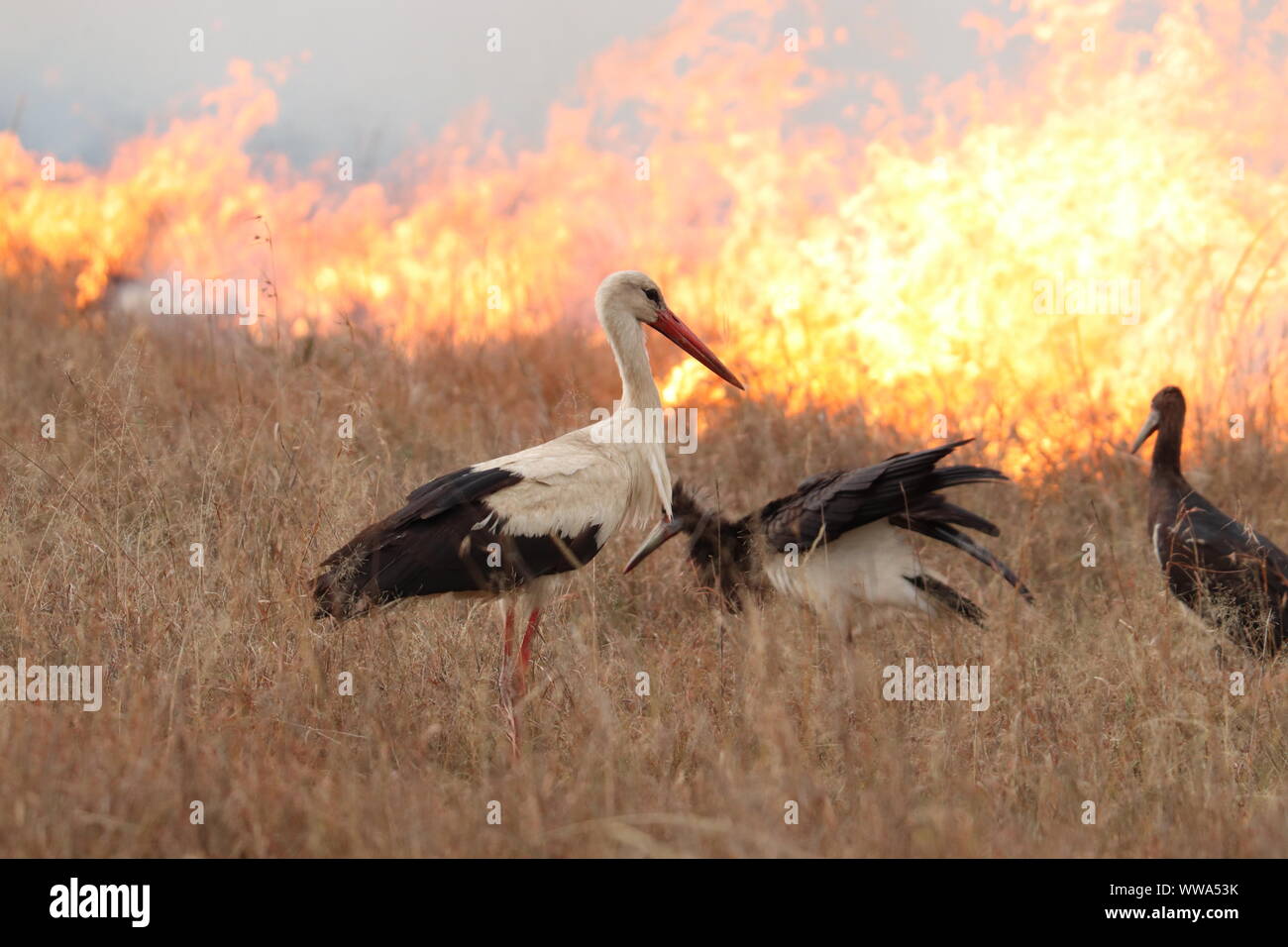Birds eating insects hi-res stock photography and images - Alamy