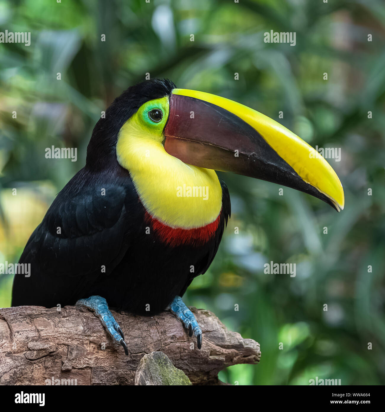 chestnut-mandibled toucan, Ramphastos ambiguus swainsonii, colorful bird perched on a branch in Costa Rica Stock Photo