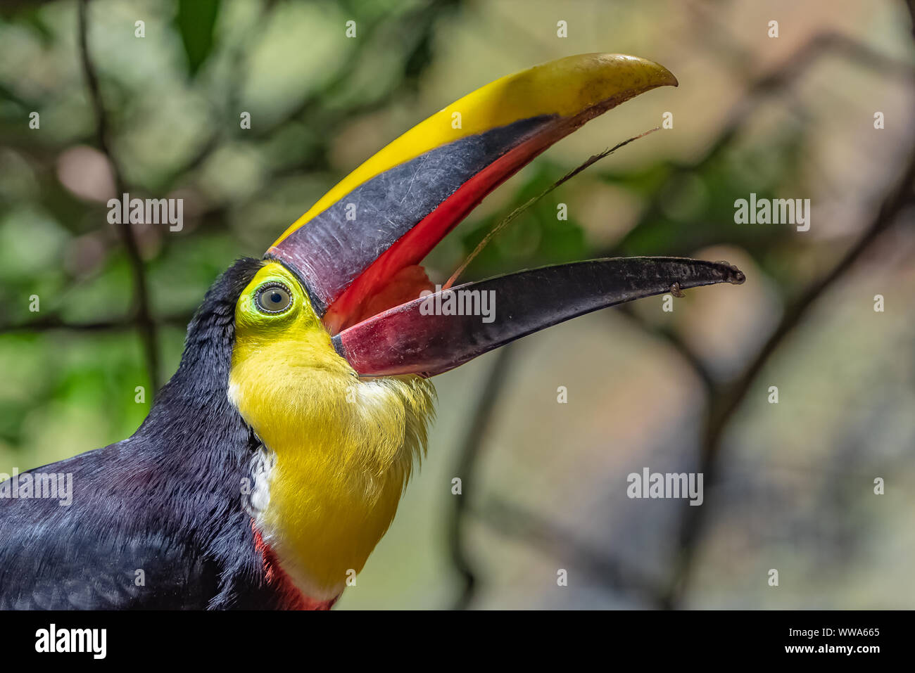 Toucan tongue hi-res stock photography and images - Alamy