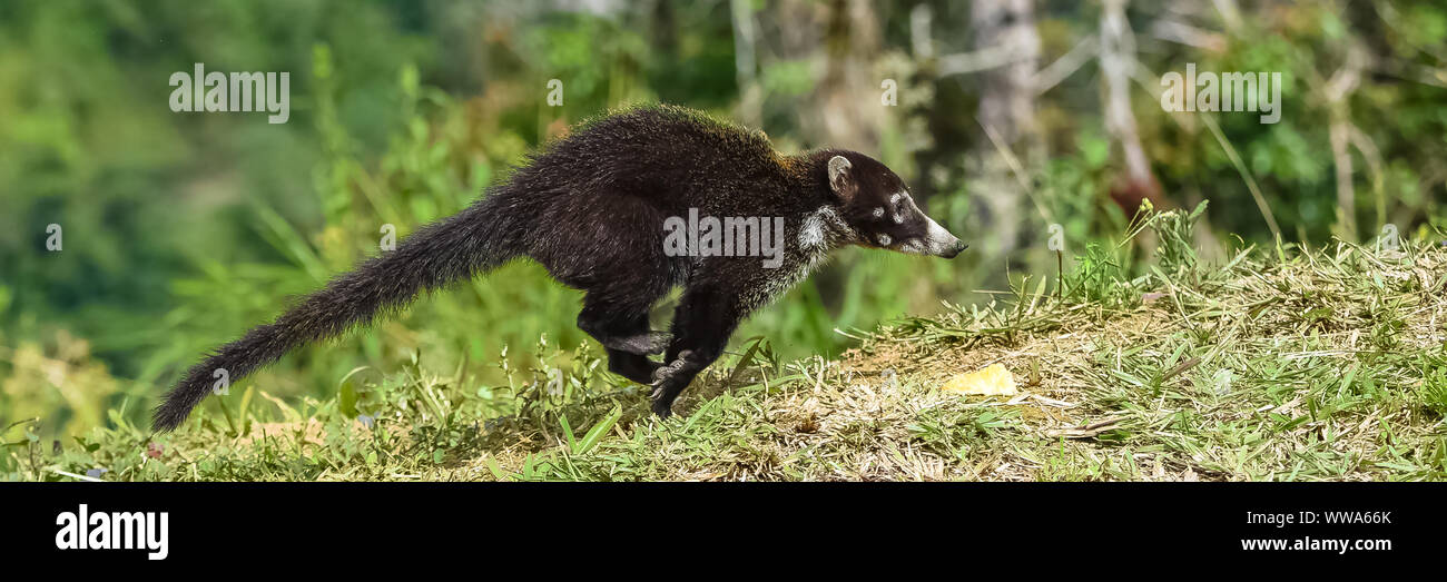 Coati profile hi-res stock photography and images - Alamy