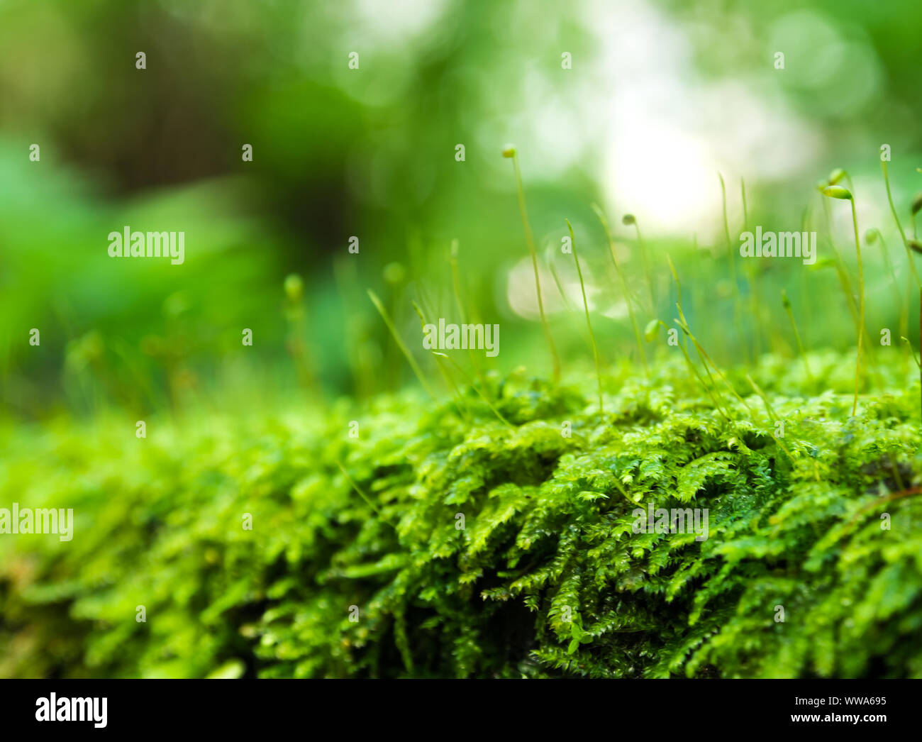 Close-up of Sporophyte capsule of moss and water drops growing covered on the floor Stock Photo