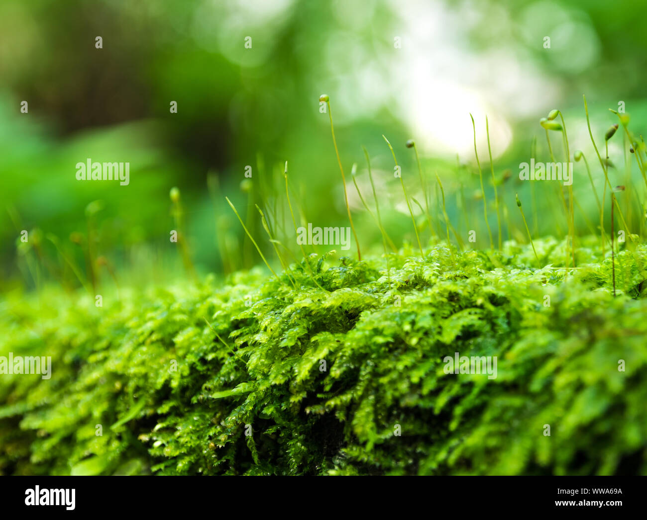 Close-up of Sporophyte capsule of moss and water drops growing covered on the floor Stock Photo