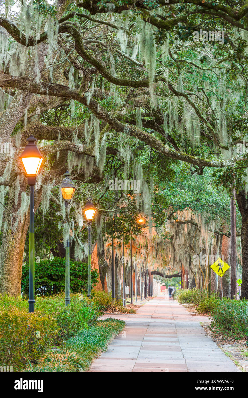 Savannah, Georgia, USA tree lined sidewalks with hanging spanish mosss. Stock Photo