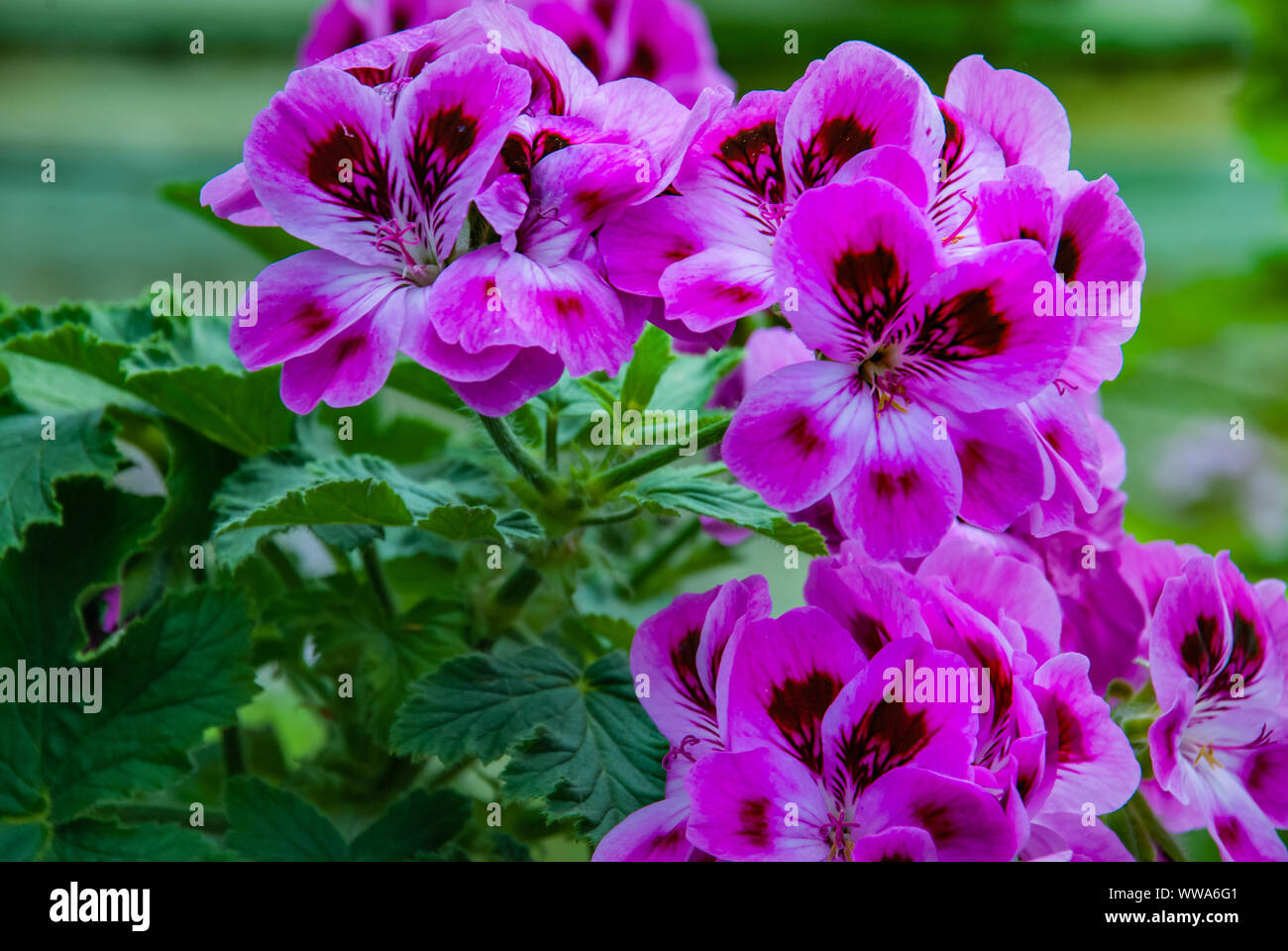 Pelargonium graveolens plant with pink flowers 'Pink capricorn', Pelargonium capitatum, rose-scented pelargonium Stock Photo