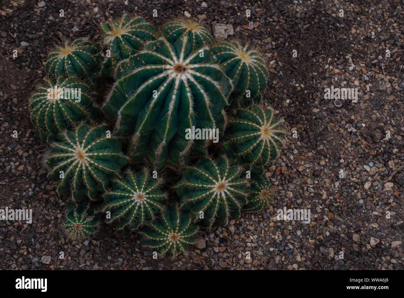 Flowering Mammillaria Mammillaria magnifica cactus in the botanical garden,  Arid Plants Stock Photo - Alamy