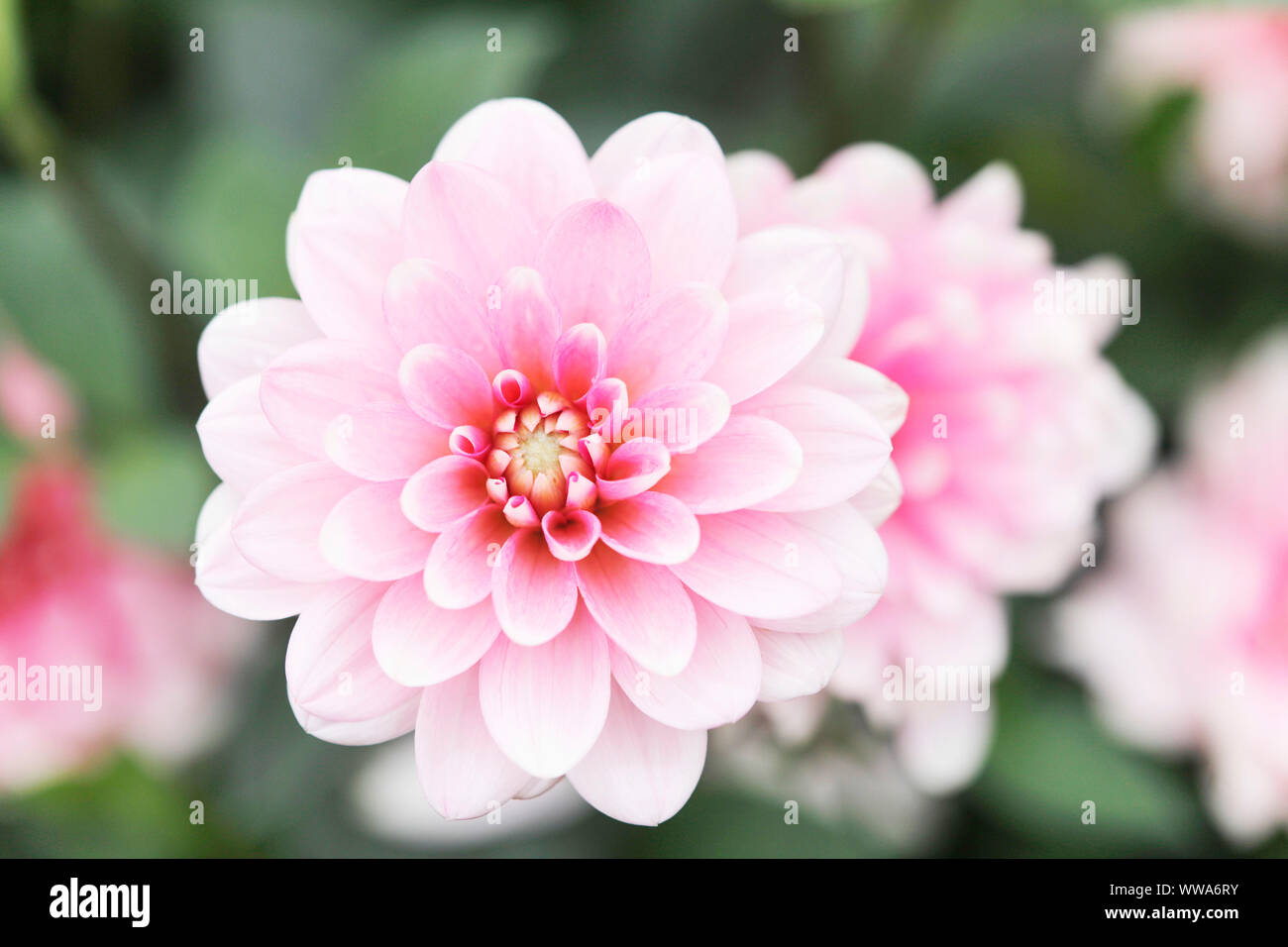 Dahlia