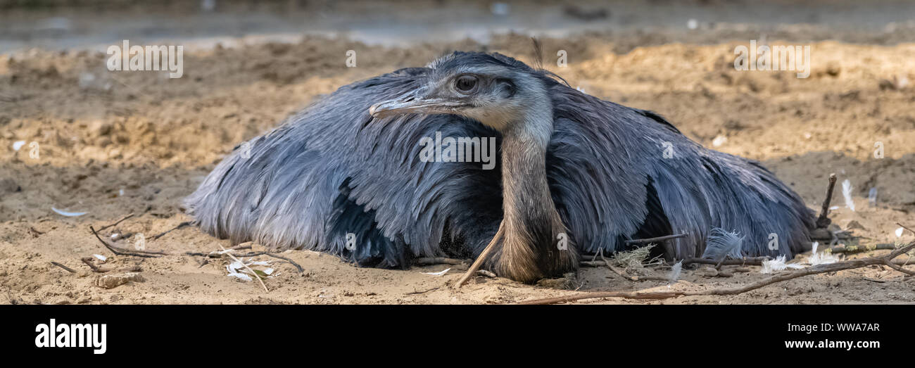 ostrich lying on the ground, funny bird, portrait Stock Photo