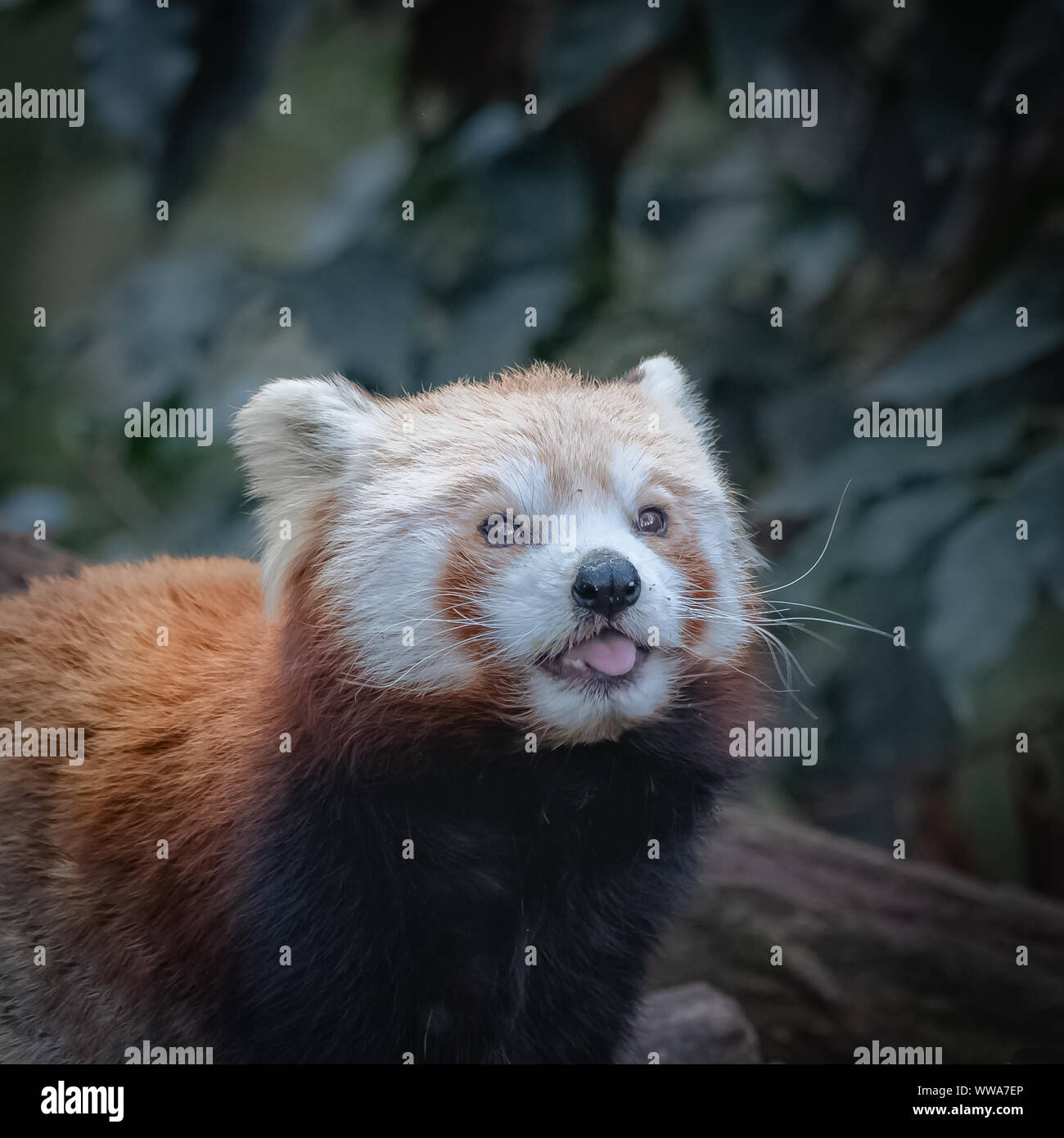 Red Panda Sleep Hi Res Stock Photography And Images Alamy