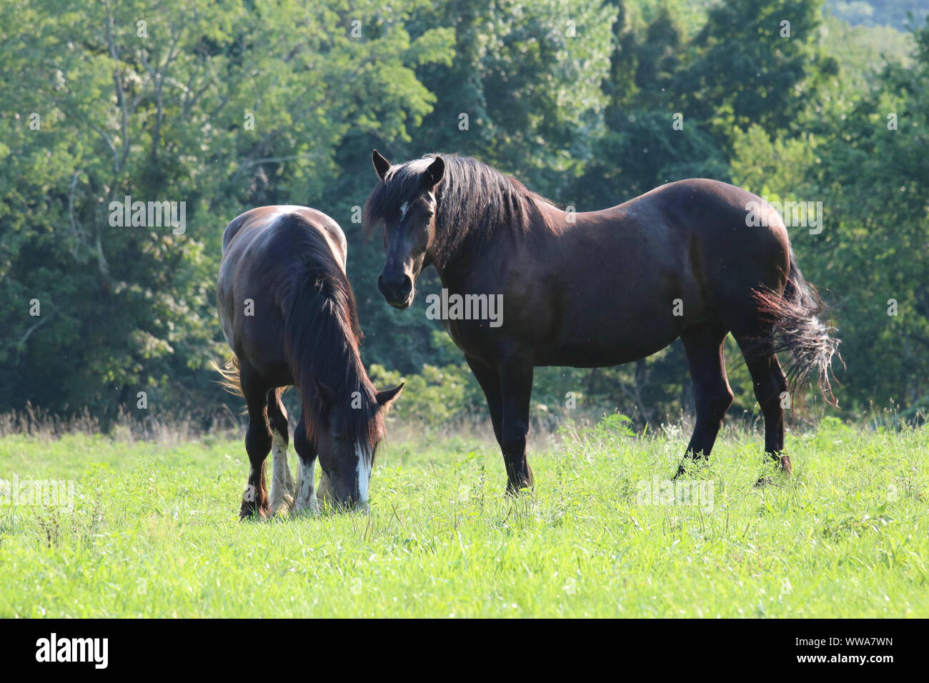 Two bay draft horses grazing in a field on a farm in summer Stock Photo