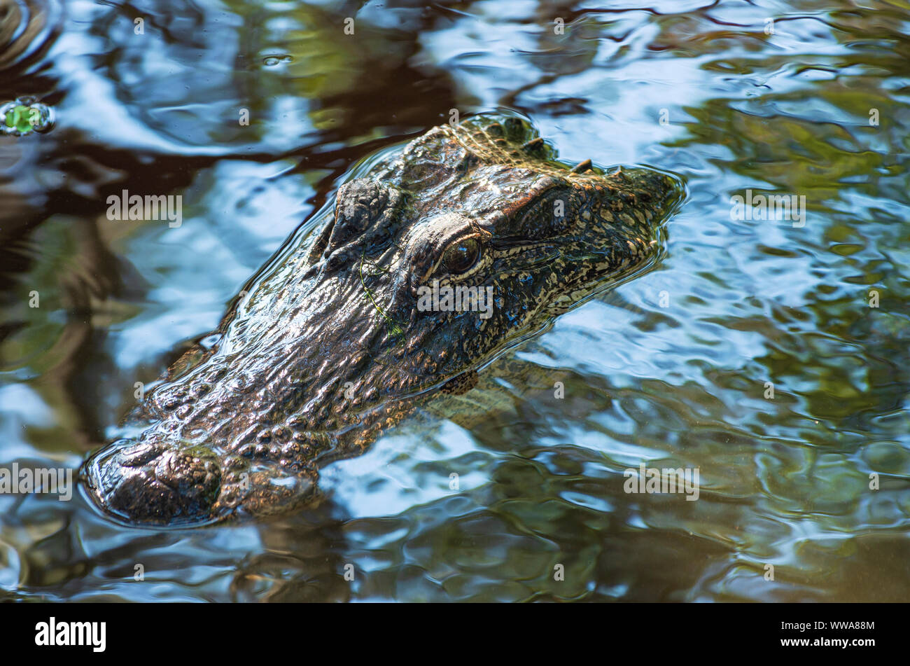 closeup of alligator or alligator mississippiensis eyes and snout just above water Stock Photo