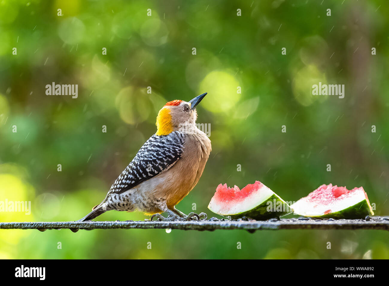 Hoffmann’s Woodpecker, Melanerpes hoffmannii, tropical bird eating watermelon in Costa Rica Stock Photo