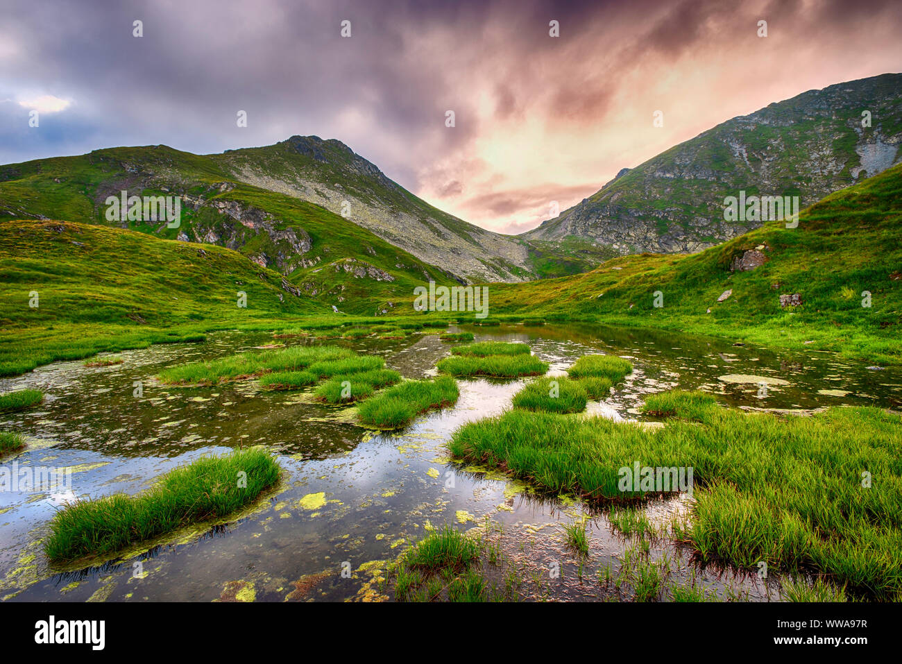 Vintage mountain plants hi-res stock photography and images - Alamy