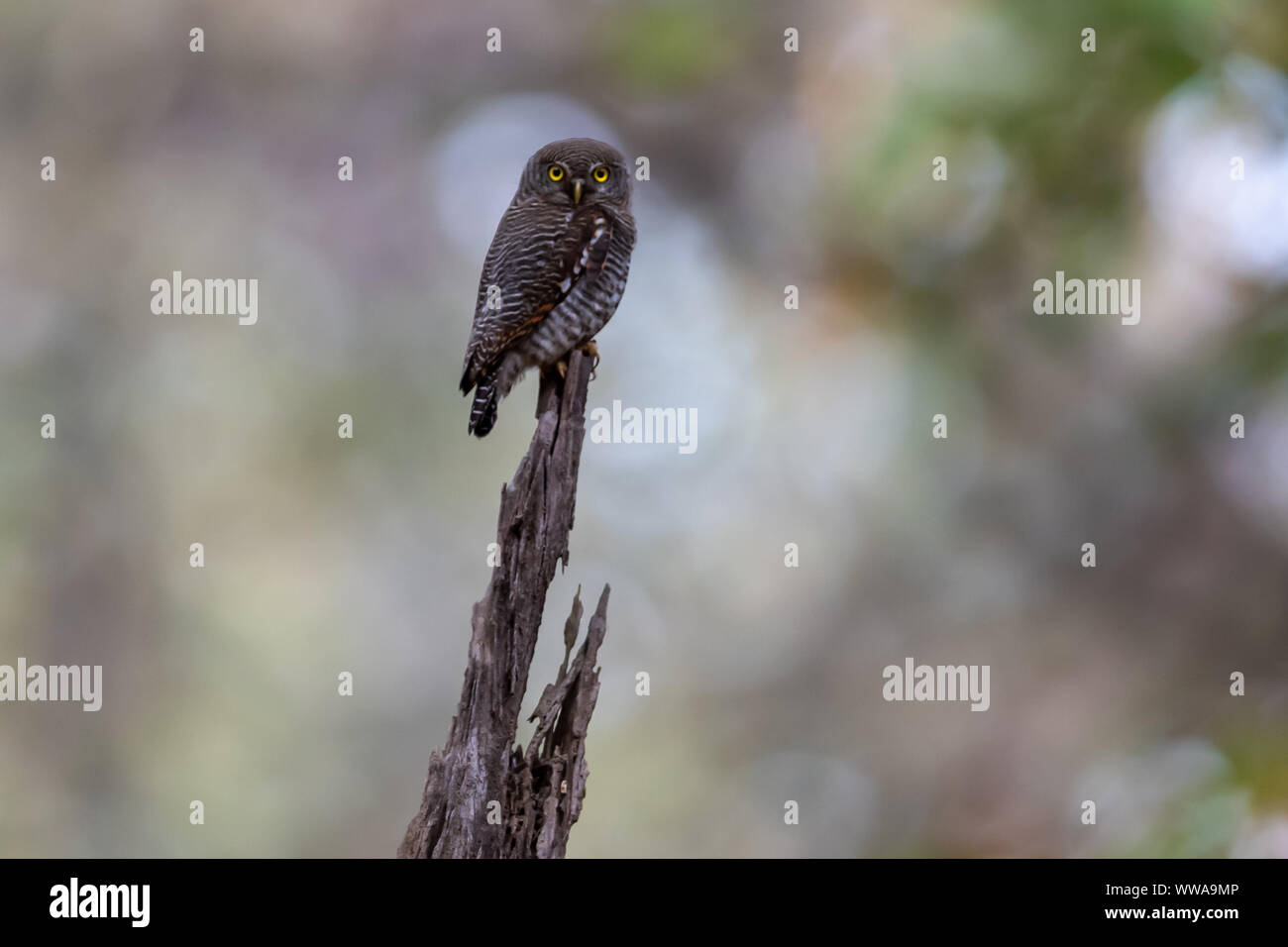 Hawk Owls Of Asia High Resolution Stock Photography And Images Alamy