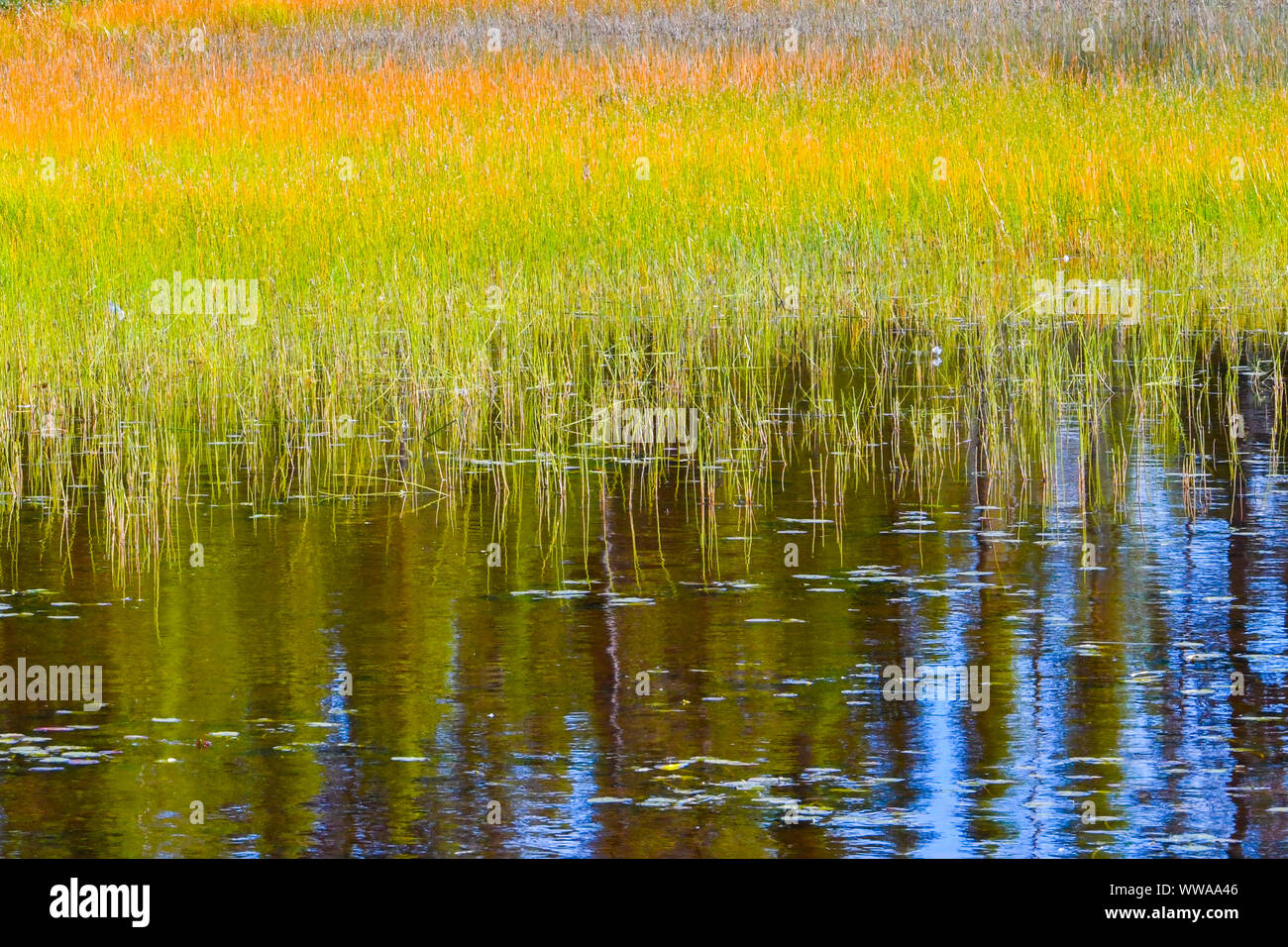 Salt Marsh Grass