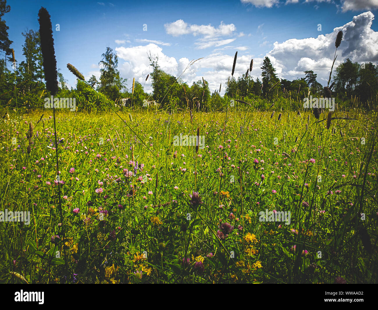 Wildflower sweden hi-res stock photography and images - Alamy