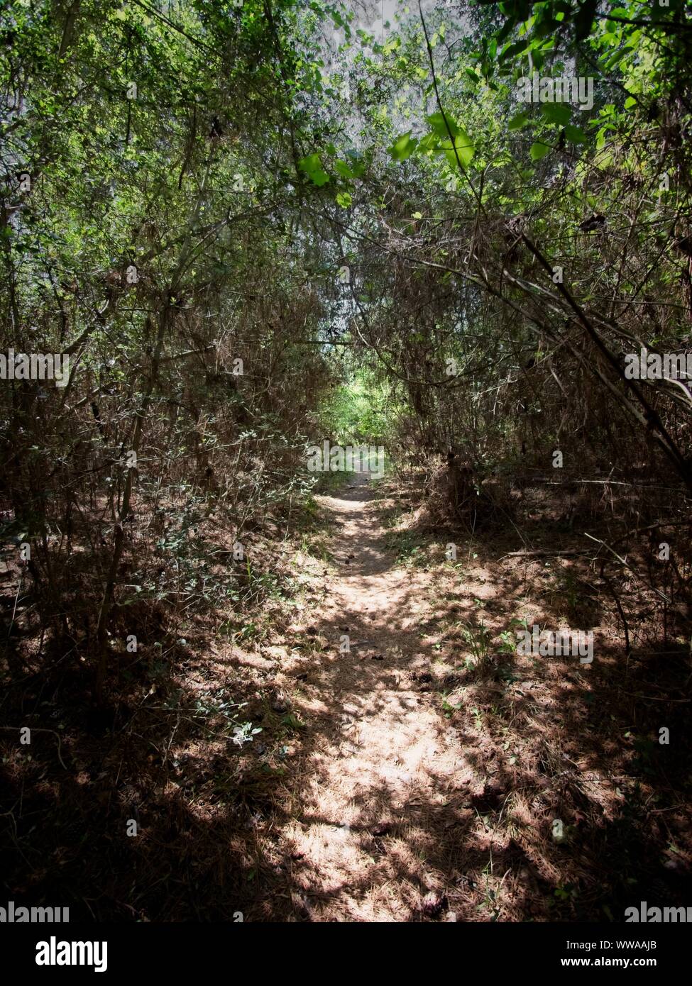 The Woodlands TX USA - 03-26-2019  -  Path in mid-day in the woods Stock Photo