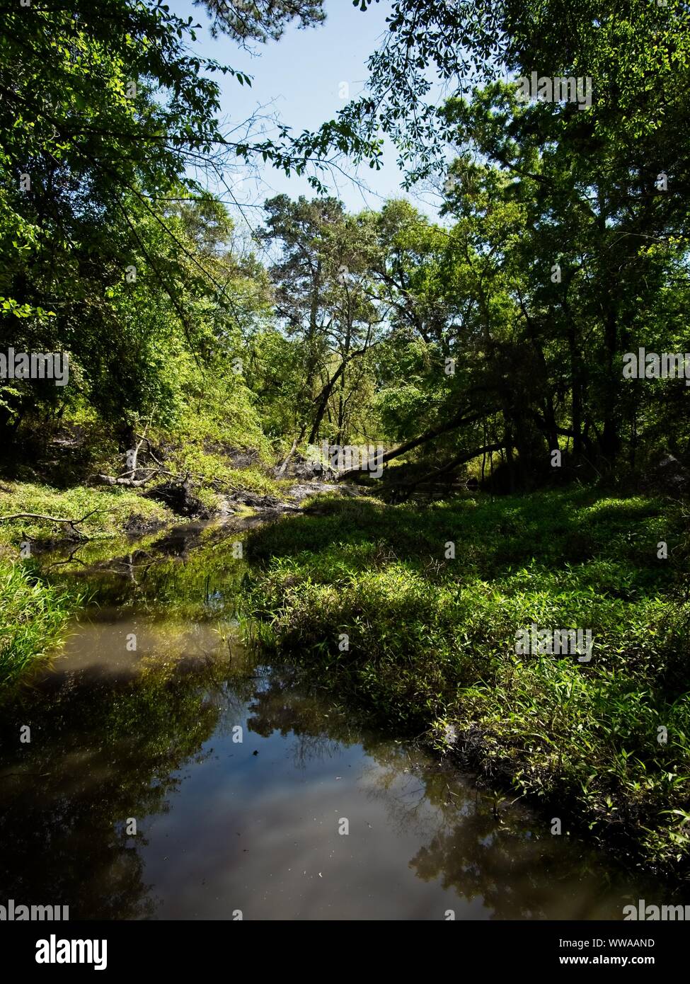 The Woodlands TX USA 03262019 Water in the Woods Stock Photo Alamy