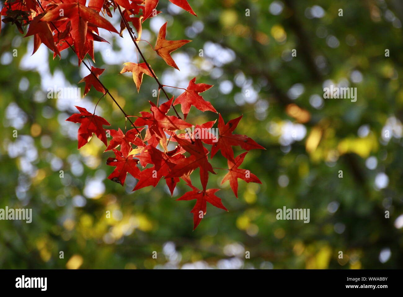 'Autumn the year's last, Loveliest smile.' Stock Photo