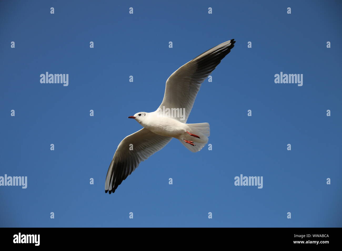 Flying Bird on sky line Stock Photo
