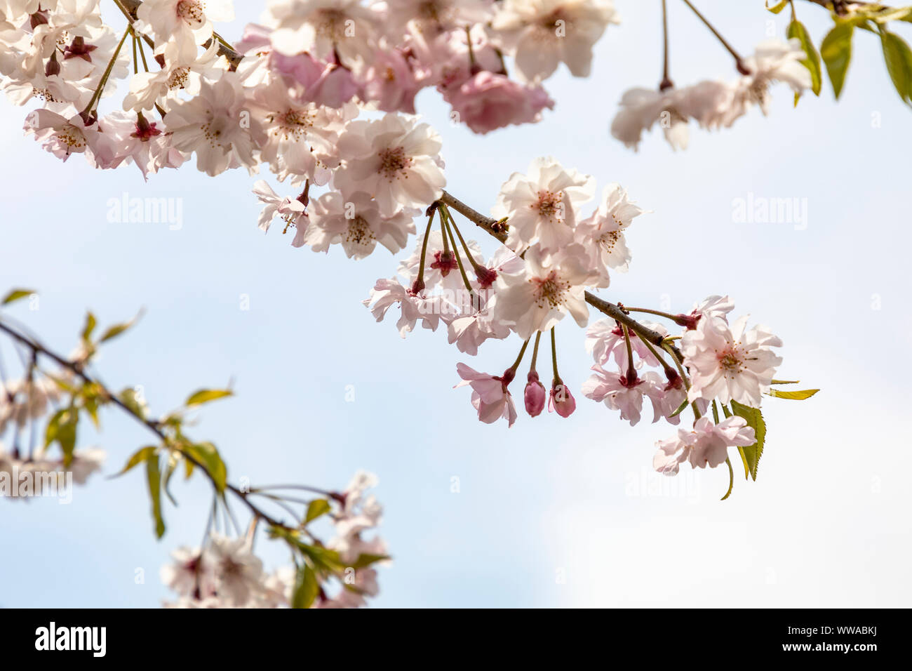 Cherry Blossom tree in bloom. Japan. Stock Photo