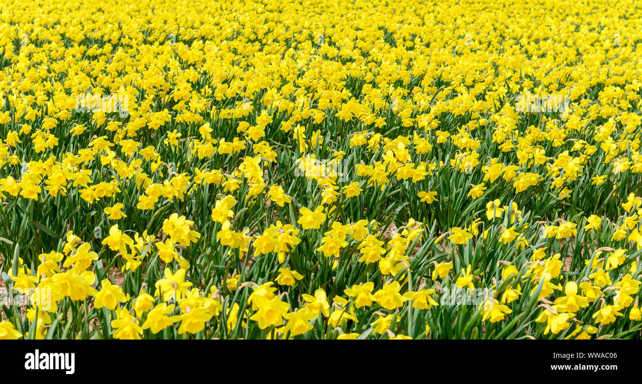 Fields of daffodils hires stock photography and images Alamy