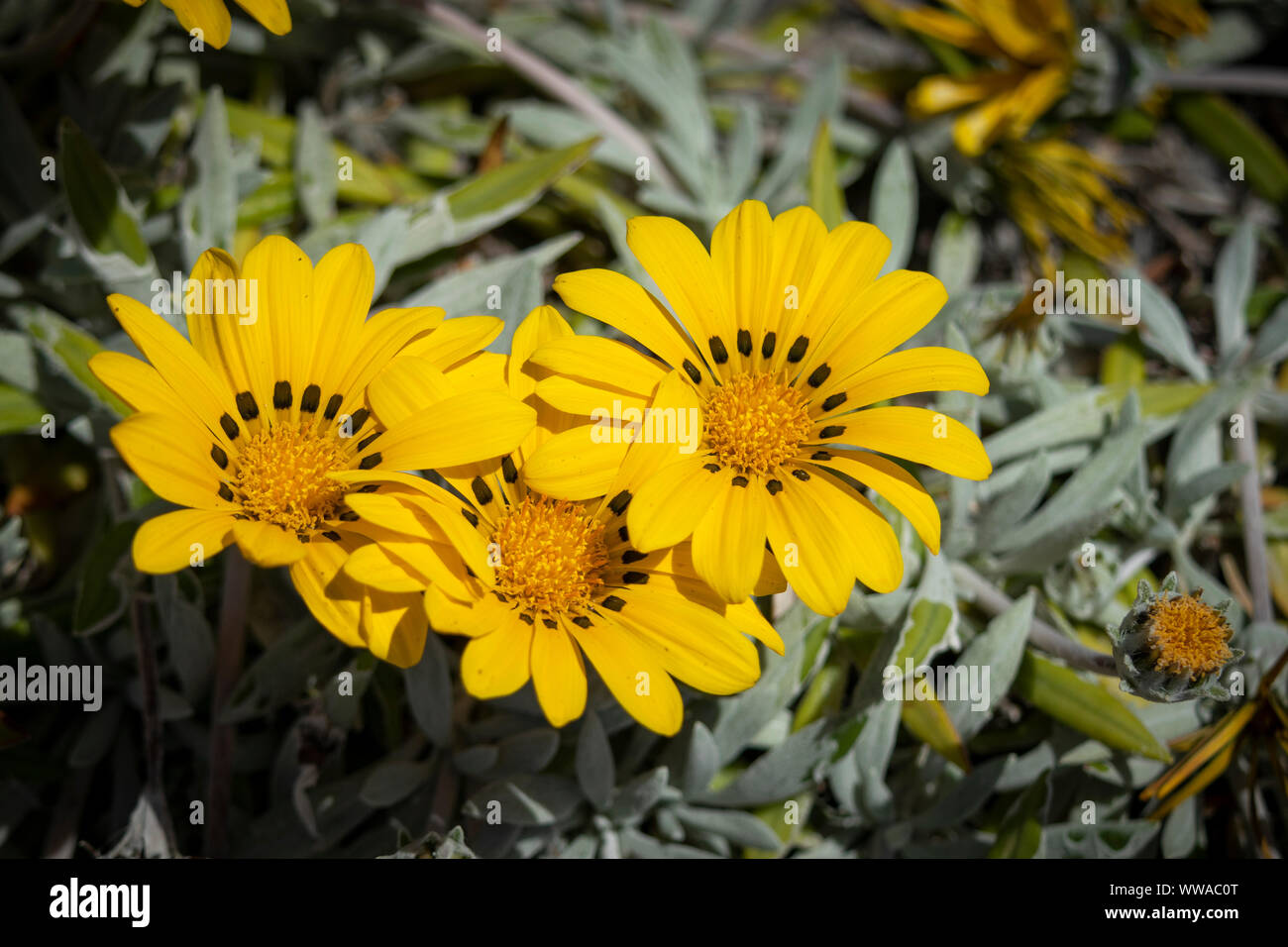 Yellow mediterranean flower. Stock Photo