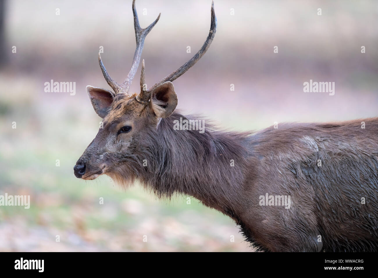 Sambar Deer (Rusa unicolor) in India Stock Photo - Alamy