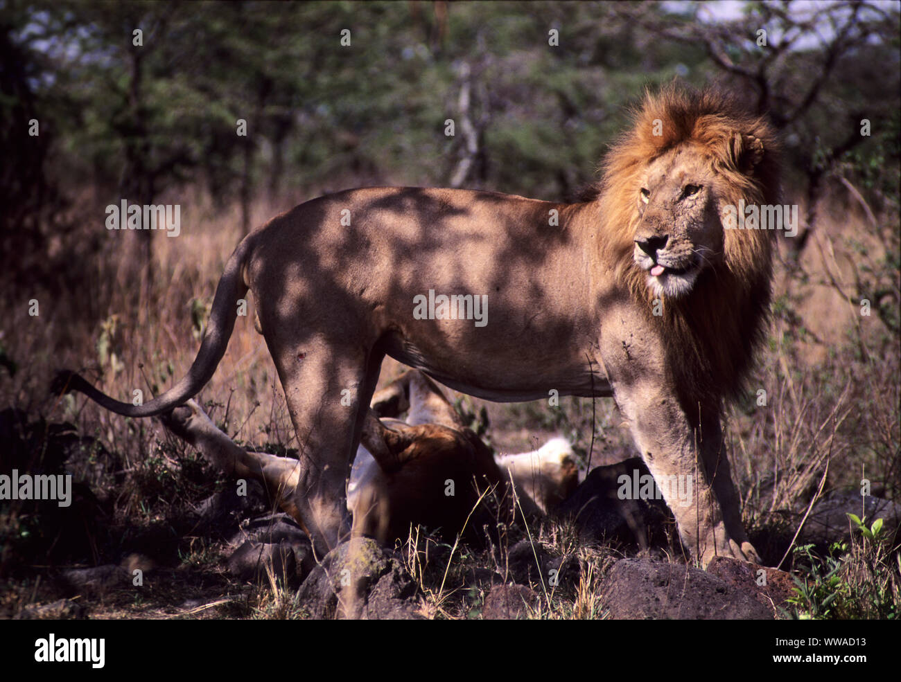 Male lion (Panthera leo) in Masai Mara Game Reserve, Kenya Stock Photo ...