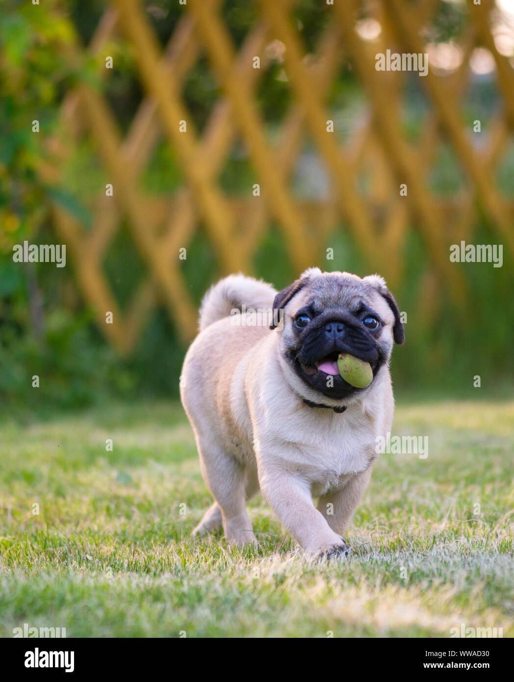 Happy fat Pug playing with ball in garden Stock Photo