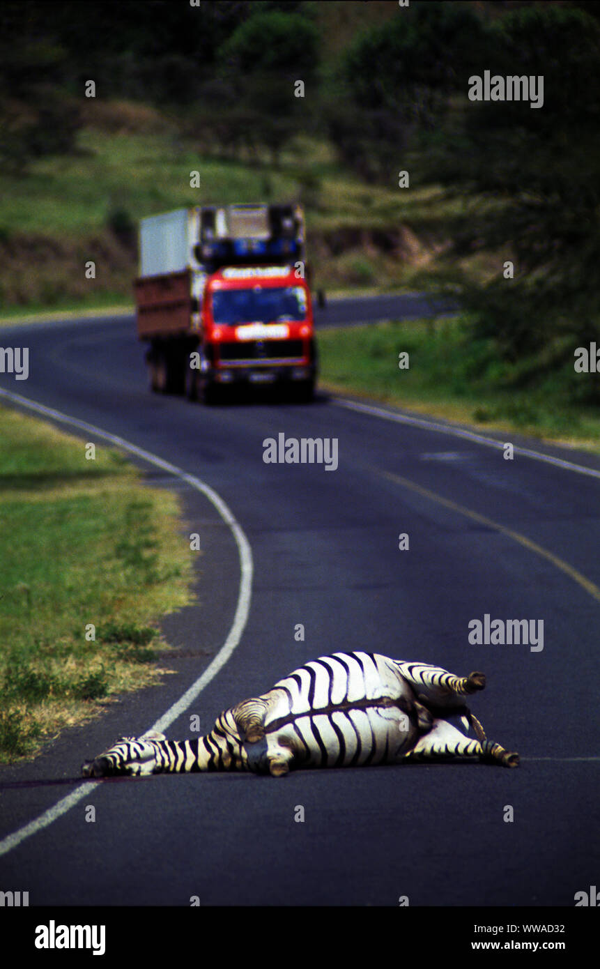 Zebra hit by car hi-res stock photography and images - Alamy