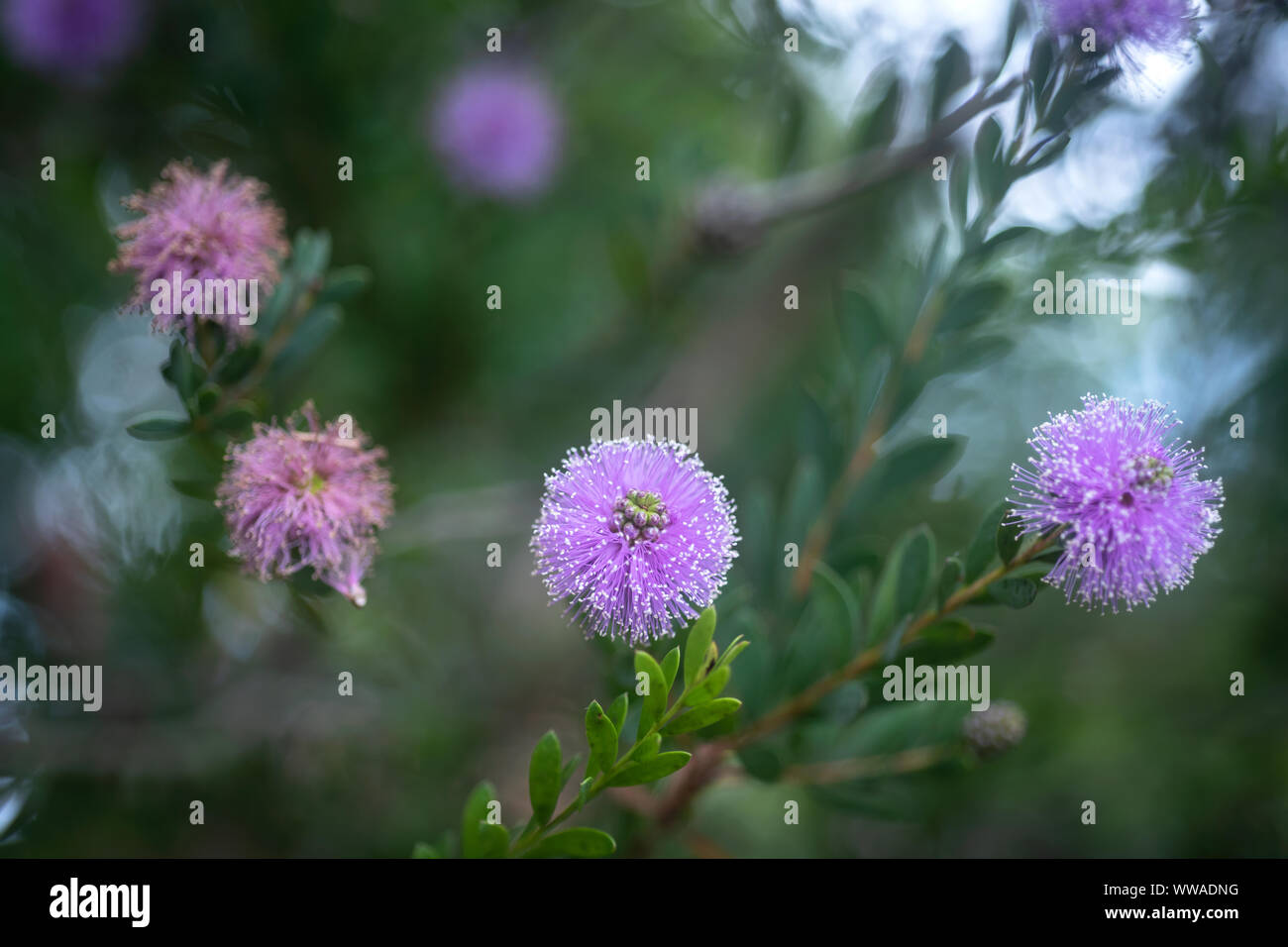 Flores Sobre Fundo Verde Stock Photo Alamy