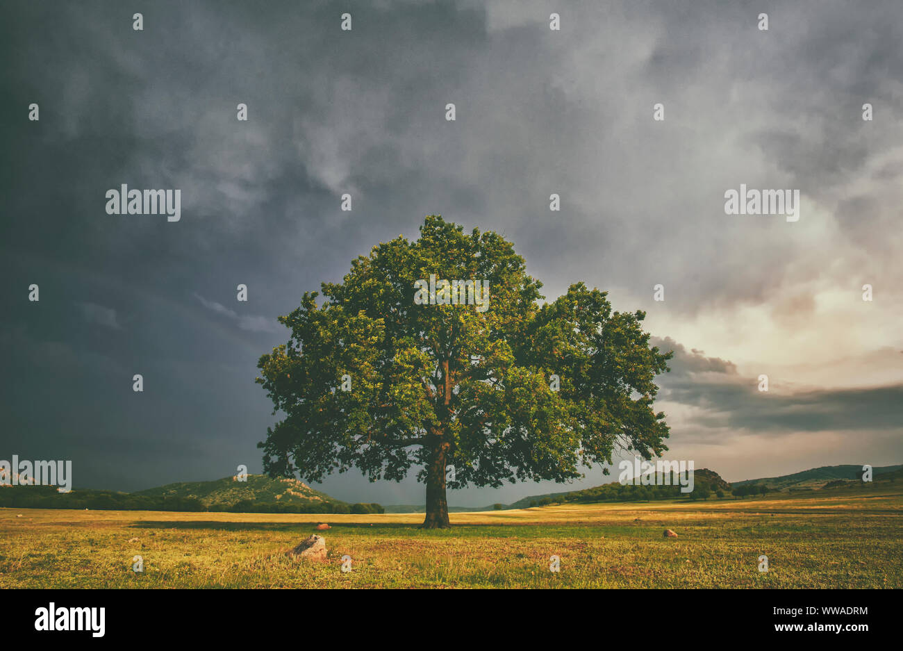 Alome oake tree in a field with stormy clouds behind Stock Photo - Alamy