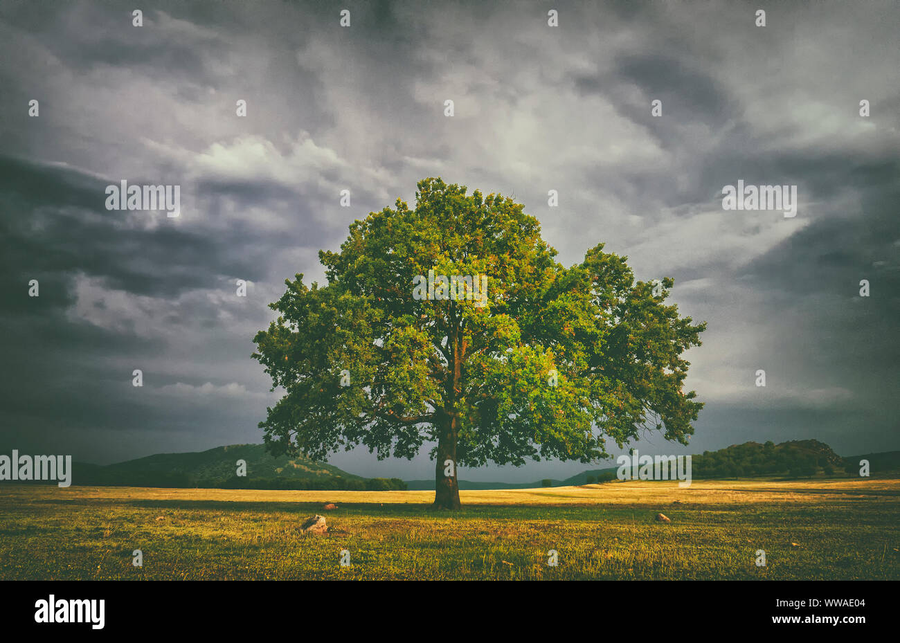 Alone oake tree in a field with stormy clouds behind Stock Photo - Alamy