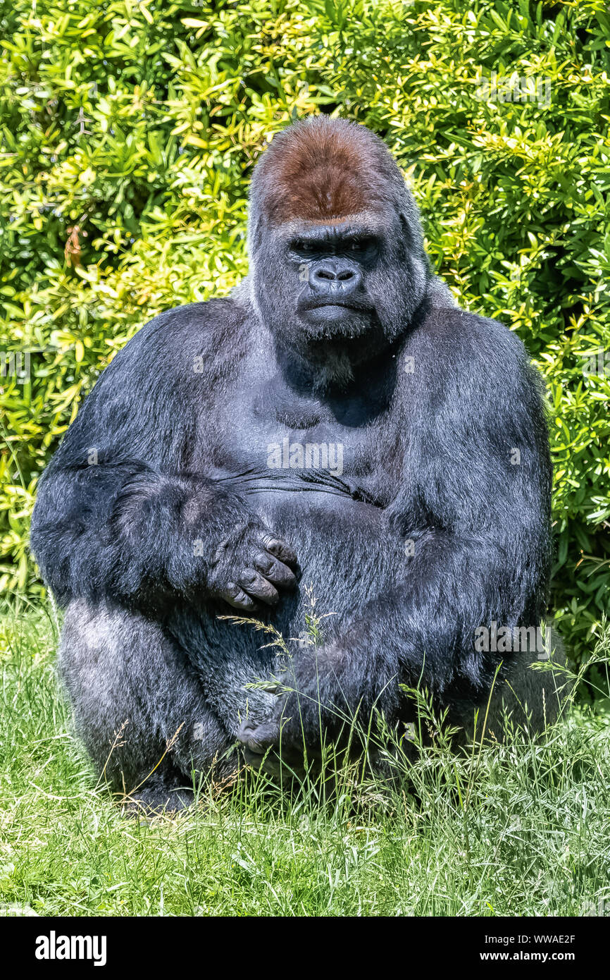 Gorilla, monkey, dominating male sitting in the grass, funny attitude Stock  Photo - Alamy