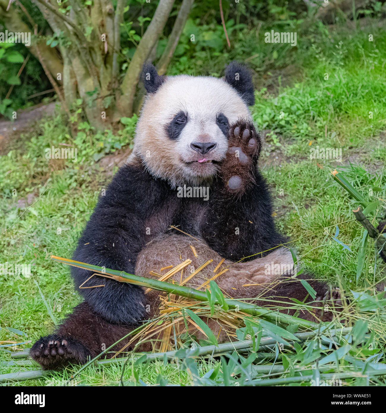 Giant panda, bear panda eating bamboo sitting in the grass Stock Photo ...