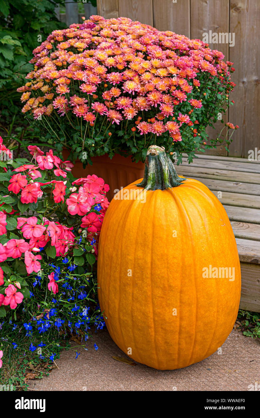 Autumn decorating with a pumpkin and fall flowers. Stock Photo