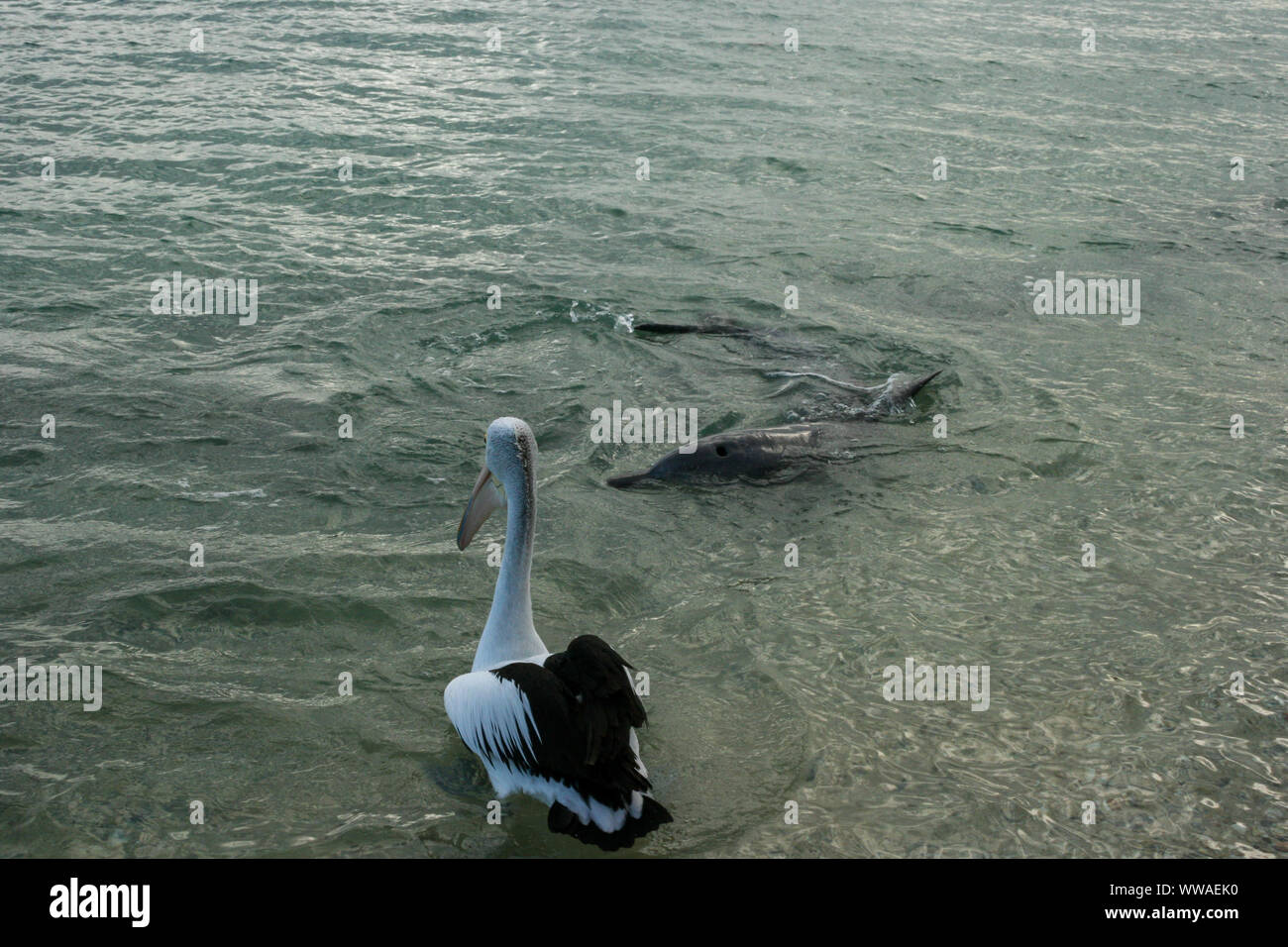 Shark bay australia underwater hi-res stock photography and images - Alamy