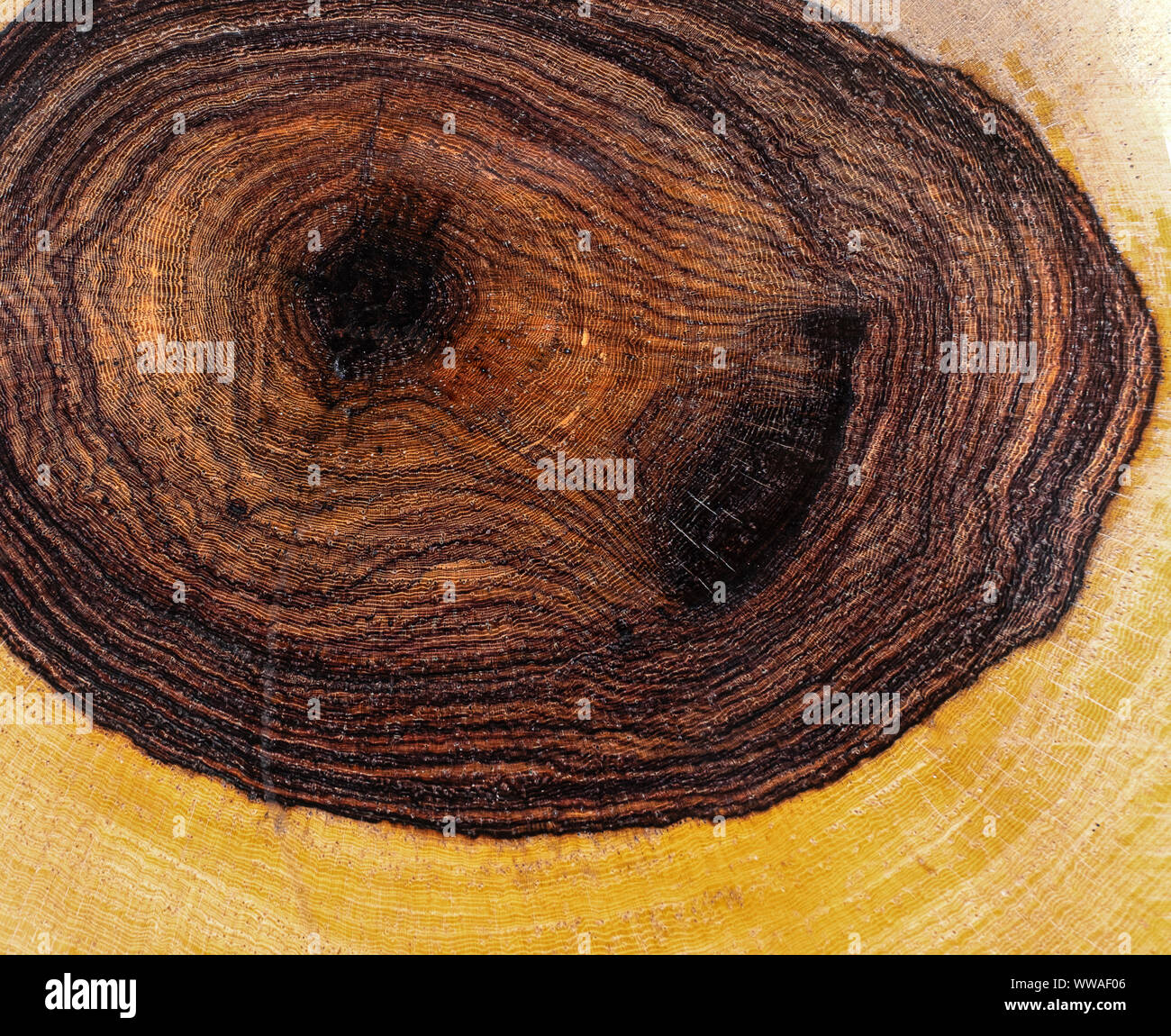 Annual ring burmese blackwood Exotic wood for background texture Stock