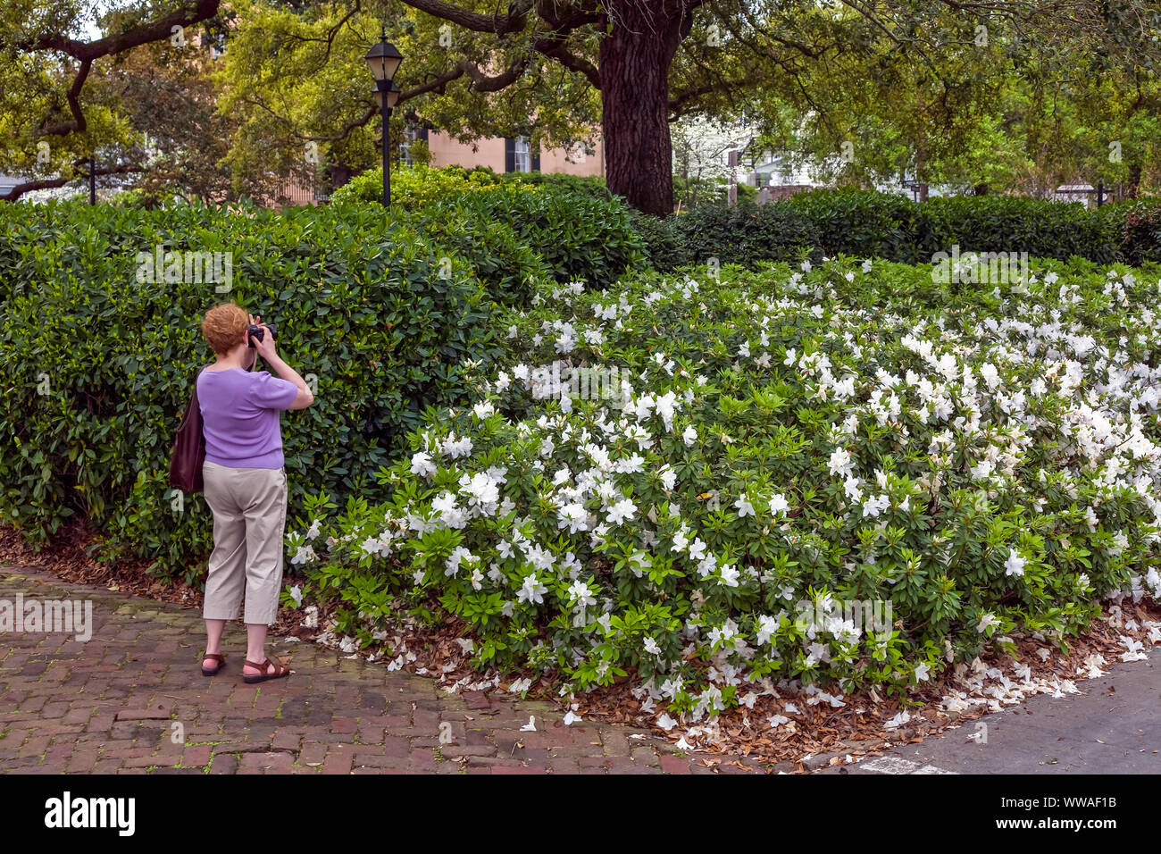 Savanna georgia charm hi-res stock photography and images - Alamy