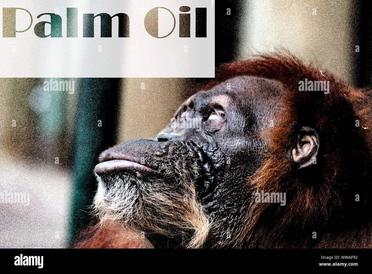 An Orangutan looking at the words palm oil. Deforestation: Borneo tropical rainforest is destroyed for oil palm plantations and human development. Stock Photo